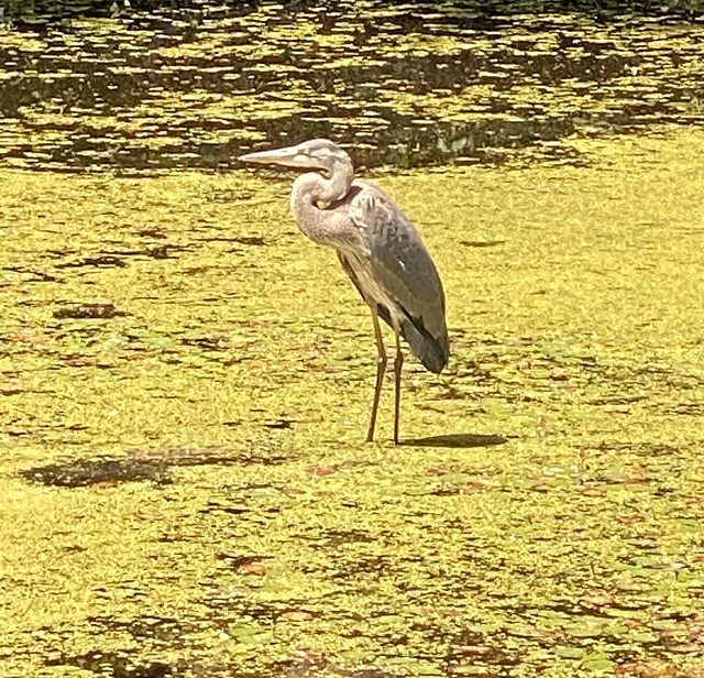 Blue Heron