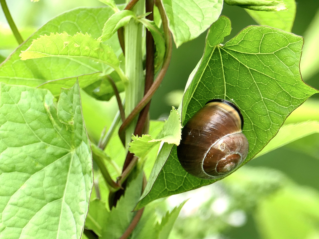 Schnecke