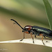 Flea Beetle