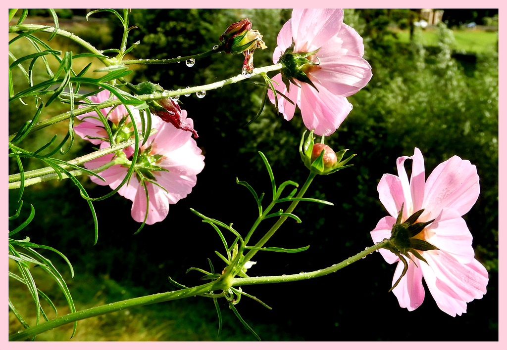 Cosmos in the Rain