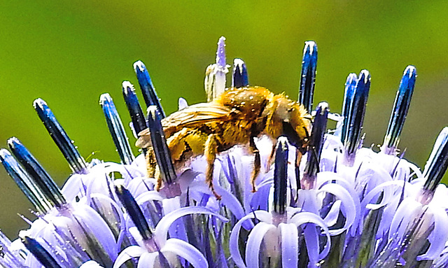 20230716 2146CPw [D~LIP] Kugeldistel, Gelbbindige Furchenbiene, Bad Salzuflen