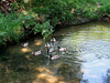 Ducks on River Sanguinhedo.