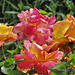 Roses**************pour vous************