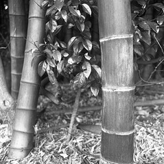 Bamboo_10