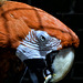 DSC 0368c Macaw