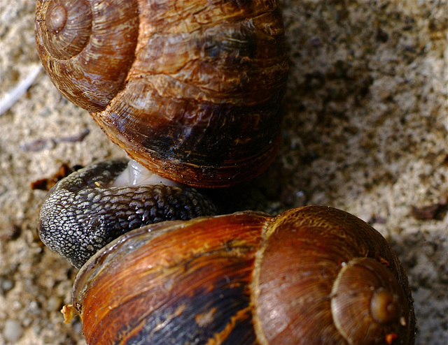 Happy Snails