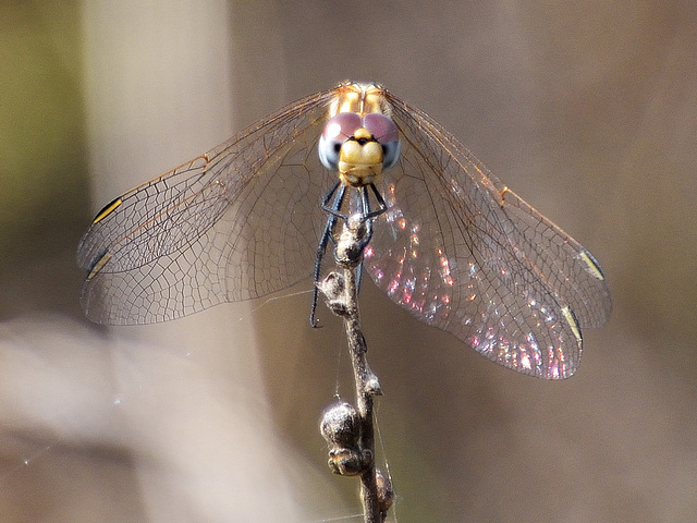 Violet Dropwing f (Trithemis annulata) DSB 1642