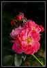 Tableau de roses