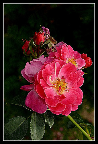 Tableau de roses