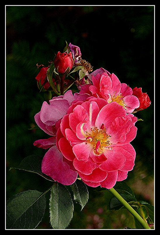 Tableau de roses