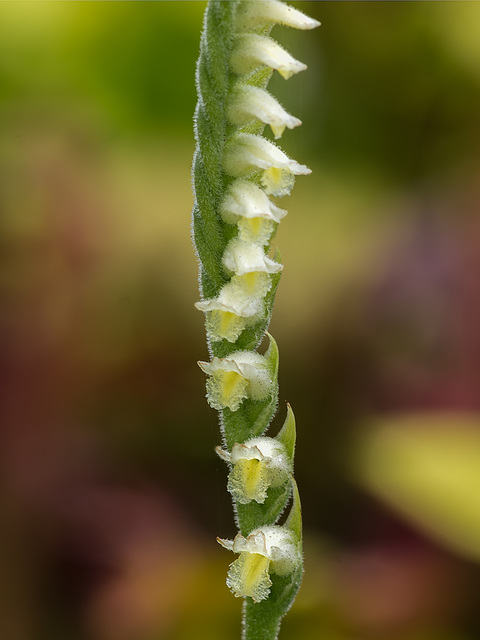 Spiranthes laciniata (Lace-lipped Ladies'-tresses orchid)