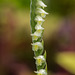 Spiranthes laciniata (Lace-lipped Ladies'-tresses orchid)
