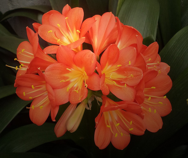 Clivia...