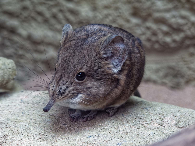 Elephant shrew 1 (1)