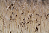 EOS 60D Unknown 14 29 0403350 Reeds dpp