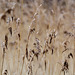 EOS 60D Unknown 14 29 0403350 Reeds dpp