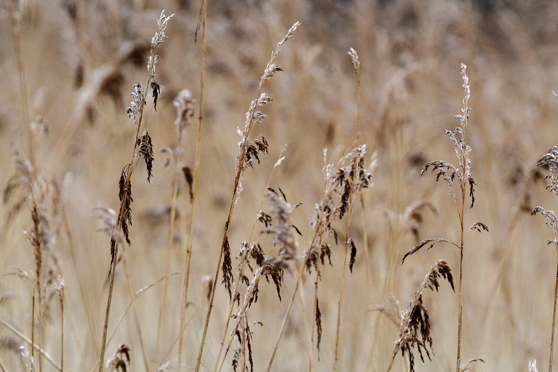 EOS 60D Unknown 14 29 0403350 Reeds dpp