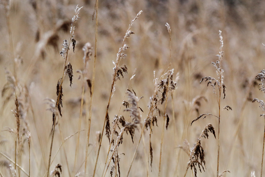 EOS 60D Unknown 14 29 0403350 Reeds dpp