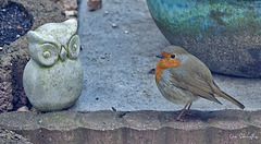 Rotkehlchen trift Eule...  Robin meets owl....