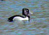 Male Ring-necked duck