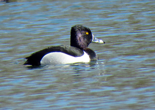 Male Ring-necked duck