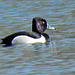 Male Ring-necked duck