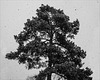 #28 Snow/frost/ice