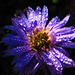 Michaelmas daisy with sparkling droplets.