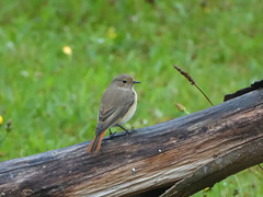 Rouge-queue à front blanc femelle