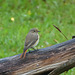 Rouge-queue à front blanc femelle