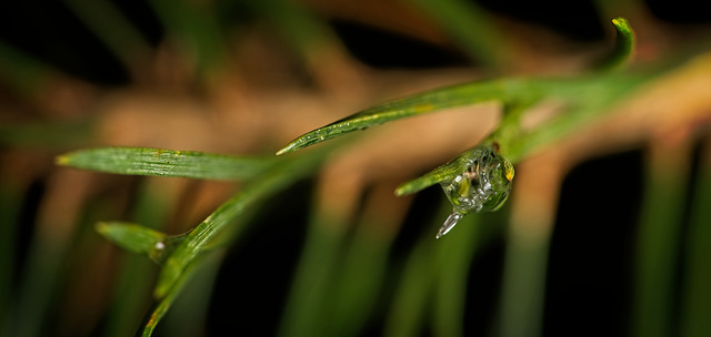 Gefrorener Tropfen zwischen Baumnadeln :)) Frozen drop between tree needles :)) Goutte gelée entre les aiguilles des arbres :))