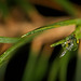 Gefrorener Tropfen zwischen Baumnadeln :)) Frozen drop between tree needles :)) Goutte gelée entre les aiguilles des arbres :))