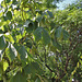 Sterculia platanifolia (4)