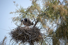 20150518 7865VRTw [R~F] Graureiher (Ardea cinerea), Parc Ornithologique, Camargue