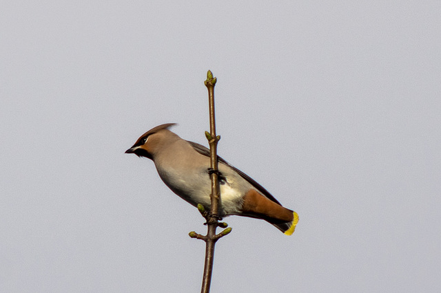 Waxwing