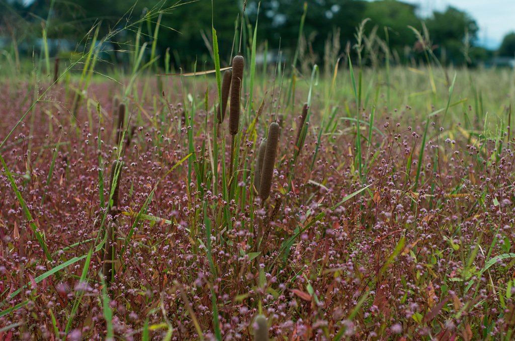 Cattail