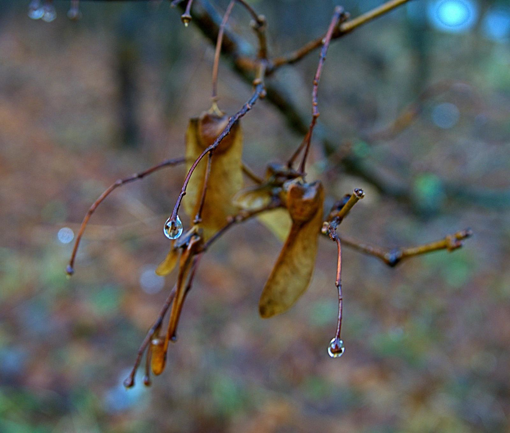 .....drops....
