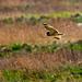 Short eared owl