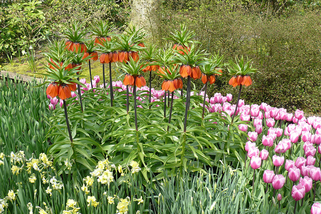 Flowers In Keukenhof