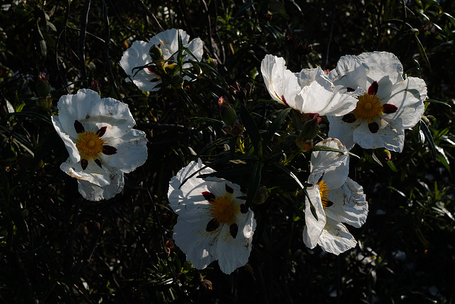 Cistus ladanifer, Malvales