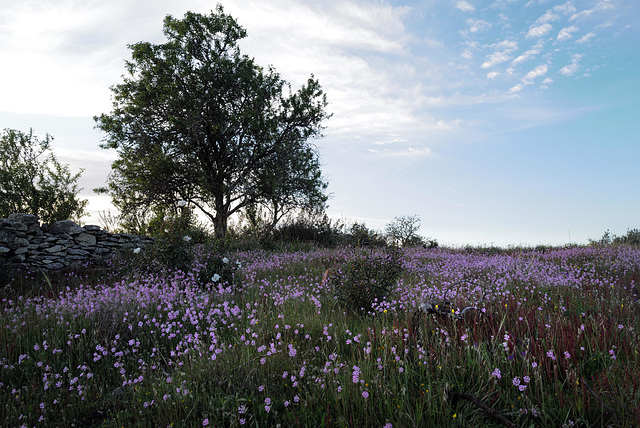 Silene colorata, Penedos