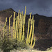 Organ Pipe Cactus