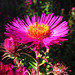 Gorgeous Michaelmas daisy with golden flower calyx.