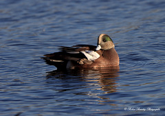 Canard d'Amérique (mâle)