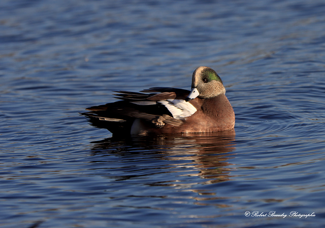 Canard d'Amérique (mâle)