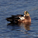 Canard d'Amérique (mâle)