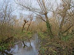 Brook Meadow Nature Reserve