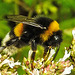 20230716 2151CPw [D~LIP] Dost, Dunkle Erdhummel (Bombus terrestris), Bad Salzuflen