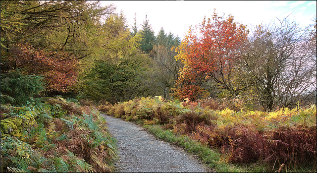 Automn at Fewston