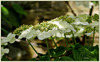 Viorne plicatum f. tomentosum 'Flocon de neige d'été' arbuste boule de neige japonais